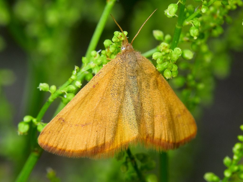 Lythria purpuraria (Linnaeus, 1758)